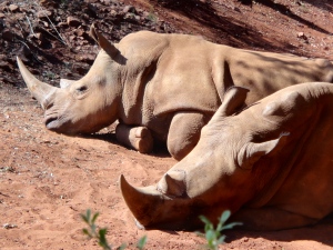 Rhinos are being poached in large numbers in South Africa for their horns